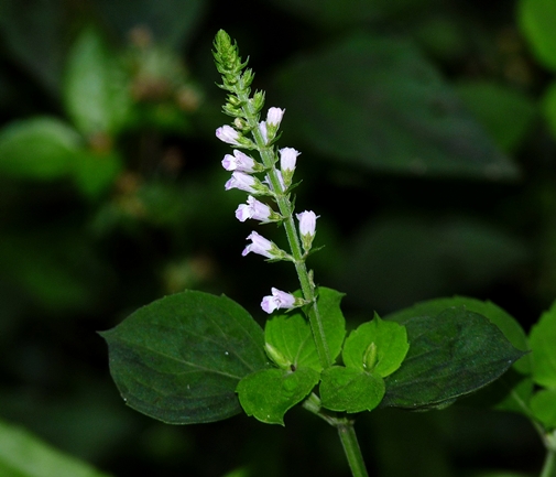 {Mosla dianthera}